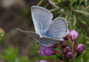 Plebejus icarioides